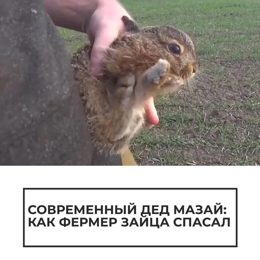 Что не помогает зайцу спасаться от врагов