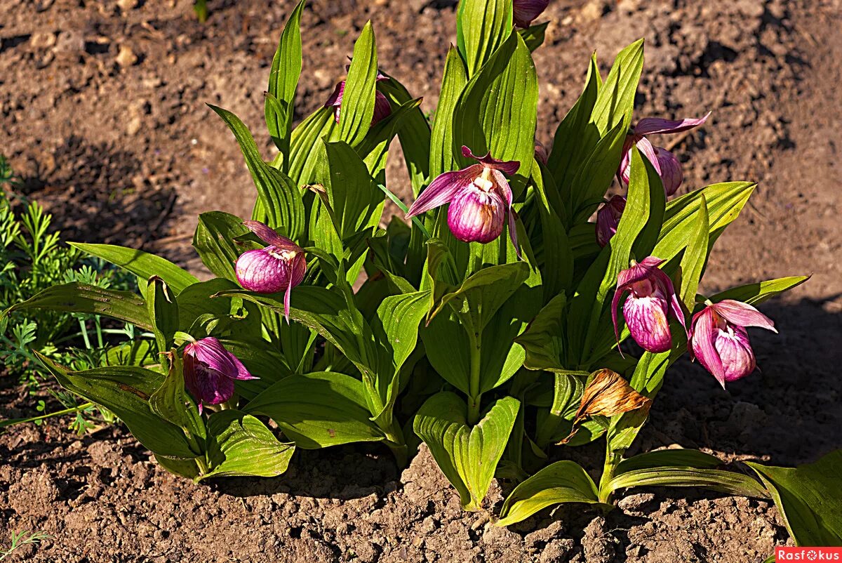 башмачок вздутоцветковый. байкальский заповедник башмачок крупноцветковый. цветы лесные кукушкин башмачок. известные кукушкины. ирисы кукушкины слезки.
