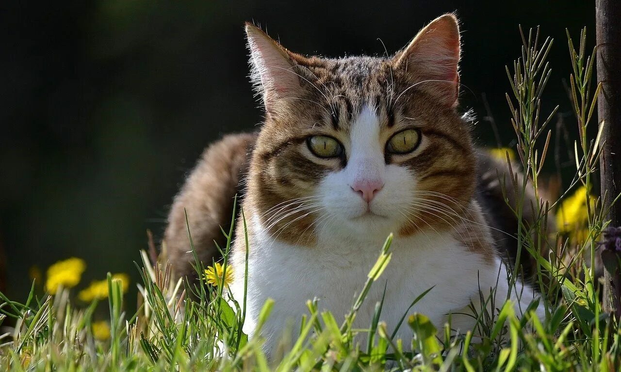 Весенняя кошечка. Кошки весной. Трава для кошек. Кошка на природе.