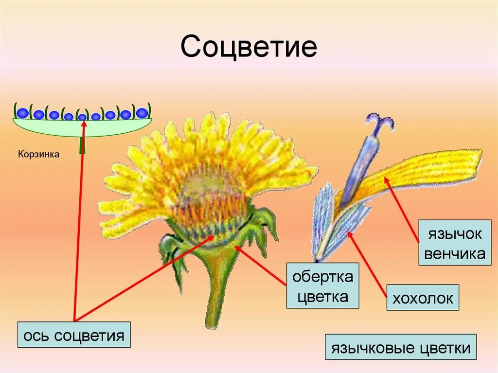 Мелкие цветки сложноцветных собраны. Семянка сложноцветных. Семейство Сложноцветные строение. Семейство Сложноцветные одуванчик лекарственный. Одуванчик Сложноцветные одуванчик лекарственный.