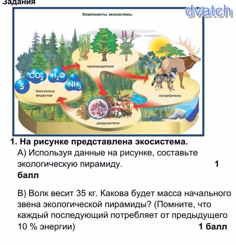 Расскажите что составляет окружающую среду для растения. Что составляет окружающую среду ели. окружающая среда ели. используя информацию представленную на рисунке. используя рисунки сравните данные экосистемы.