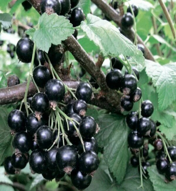 смородина черная черный жемчуг. смородина чёрная жемчужина. сорт смородины голубка. смородина черная черный жемчуг. смородина жемчуг.