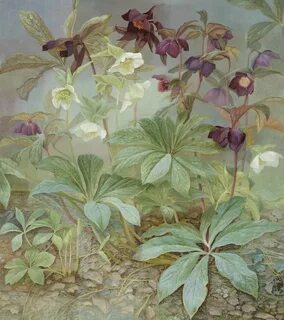 Jane plant