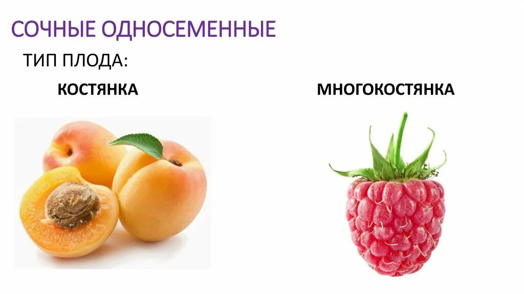 Сочные односеменные плоды. Односеменной плод костянка. Сухие односеменные плоды. Сочные плоды крылатка.