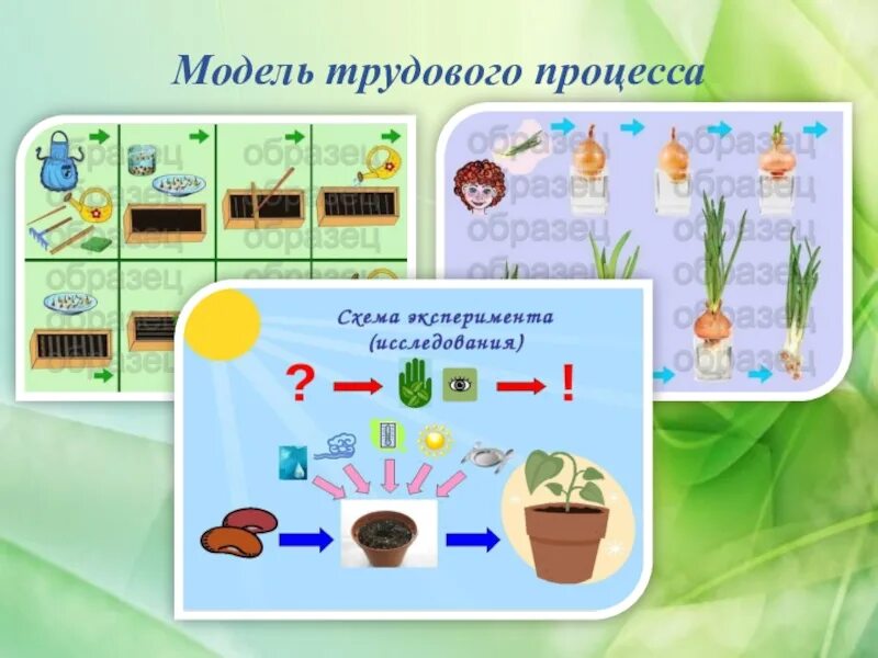 Составляющие трудовых действий. Модель трудового процесса. Ухаживание за растениями в детском саду. Схема трудового процесса. Модель трудового процесса для дошкольников.