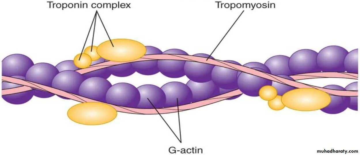 Филаменты актина и миозина. Схема тропонин тропомиозин. Тропонин и миозин. Тропонин-тропомиозиновый комплекс. Нити актина