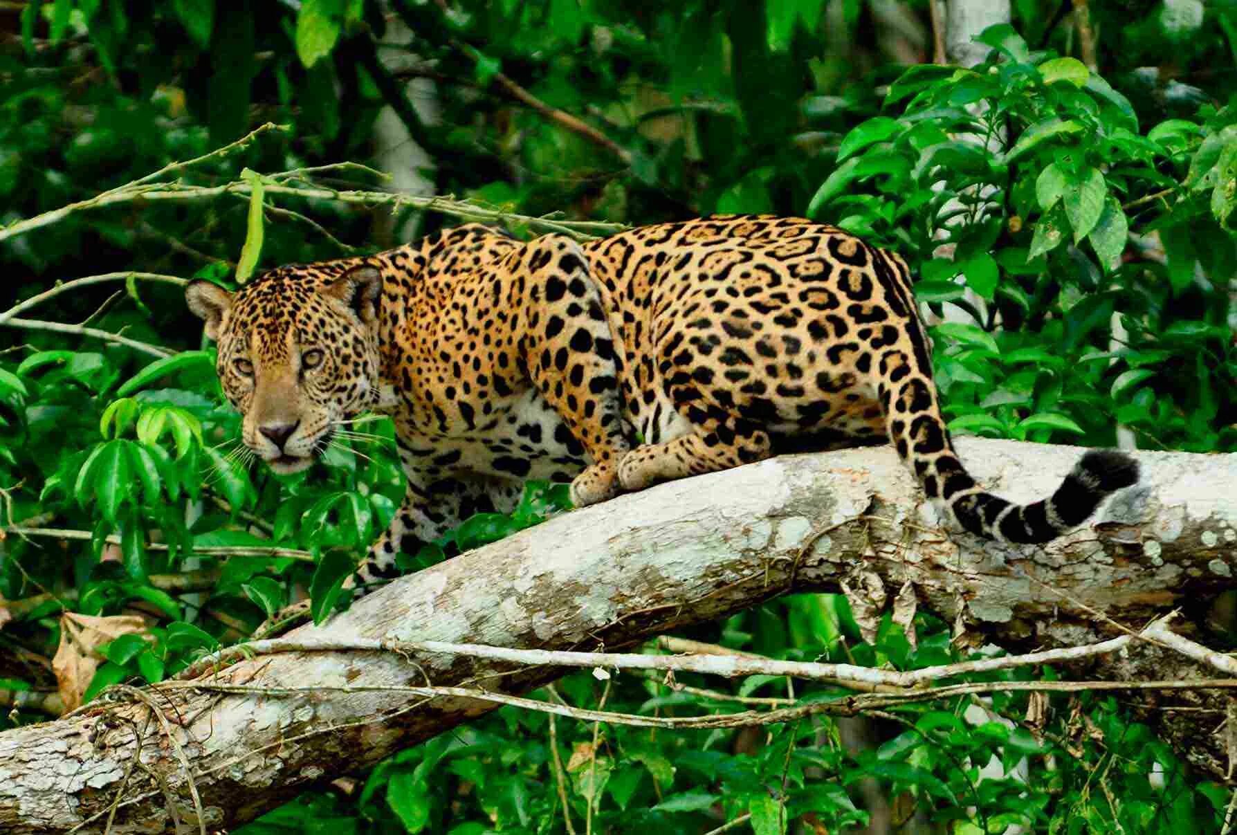 Перуанский Ягуар. Национальный парк Ману Перу. Перуанский Ягуар (Panthera onca peruvianus).. Ягуар в сельве. Животные амазонии