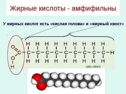Липидов кислота