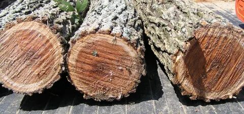 Запеченное дерево