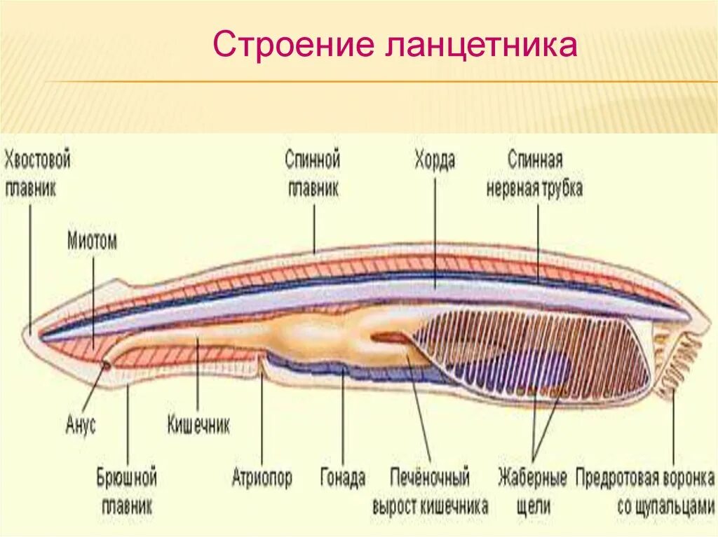 Диафрагма у хордовых. Покровы ланцетника. Спинной мозг ланцетника. Нервная трубка ланцетника. Строение внутреннего строения ланцетника.