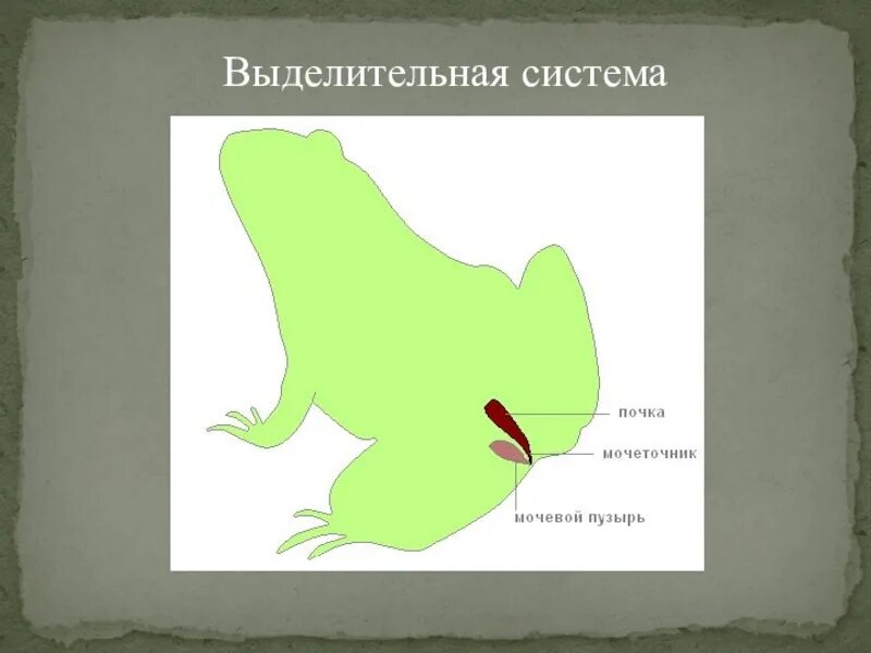 Мочеточник у земноводных. Выделительная система земноводных 7 класс. Класс земноводные выделительная система. Строение выделительной системы лягушки. Выделительная система земноводных схема.