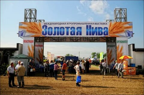 Золотая нива
