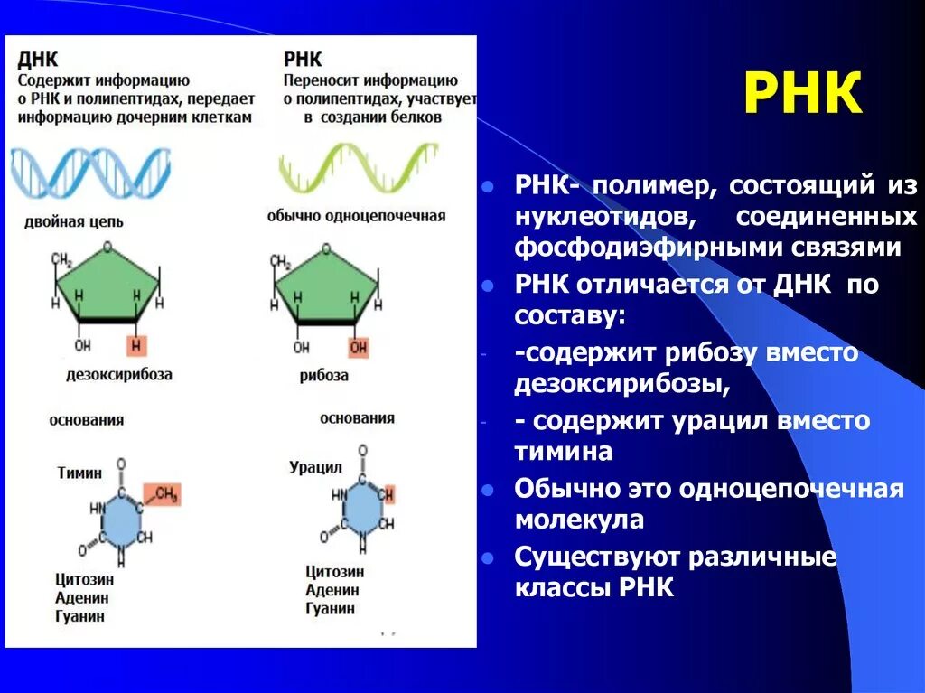 Связи в РНК между нуклеотидами. Нуклеотиды с рибозой. Взаимосвязь ДНК И РНК. Молекула нуклеотида РНК.