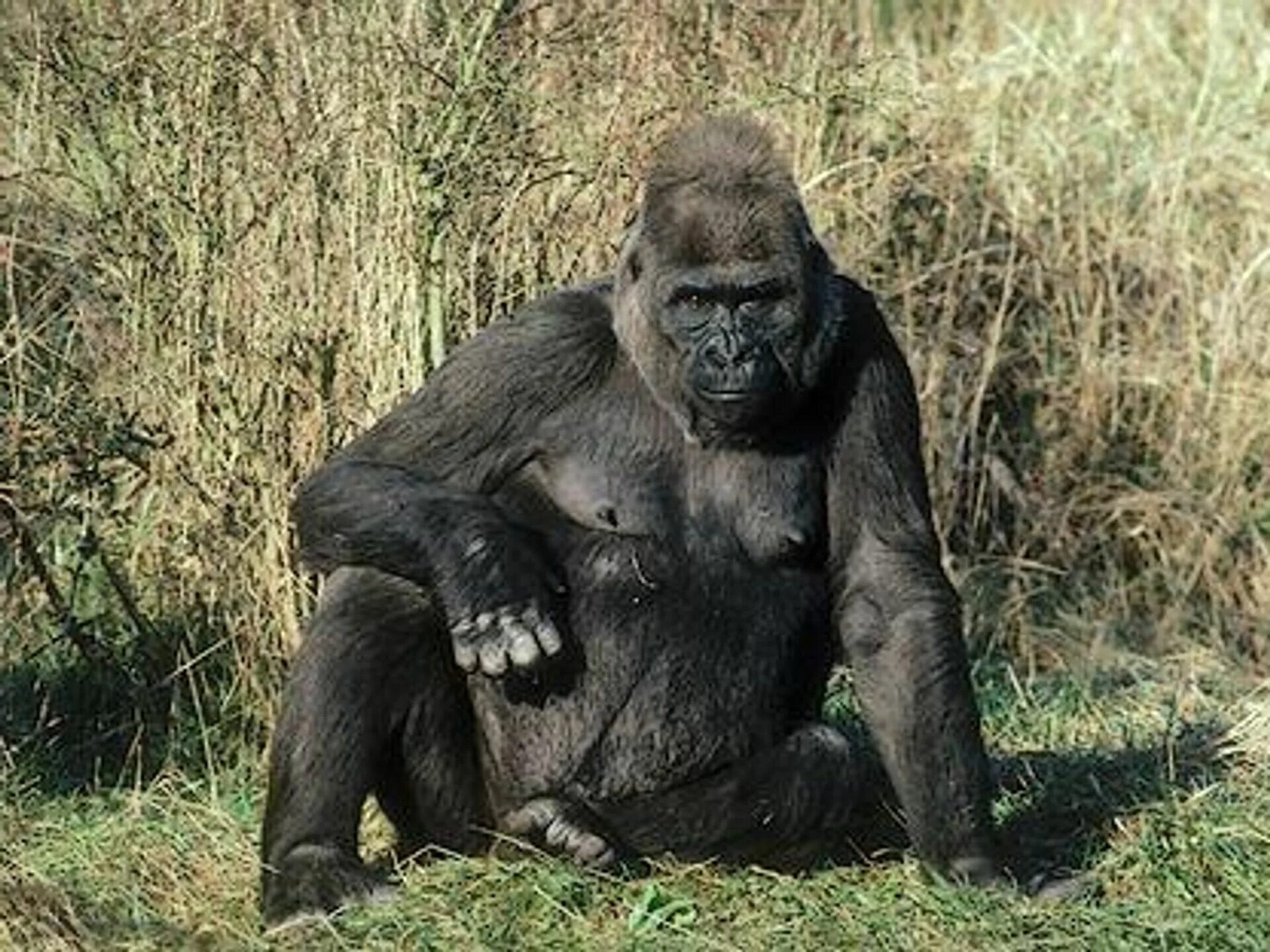 При расшифровке генома гориллы было установлено 10. Прямоходящая горилла. Горилла это поросшая шерстью женщина. Гориллы в неволе.