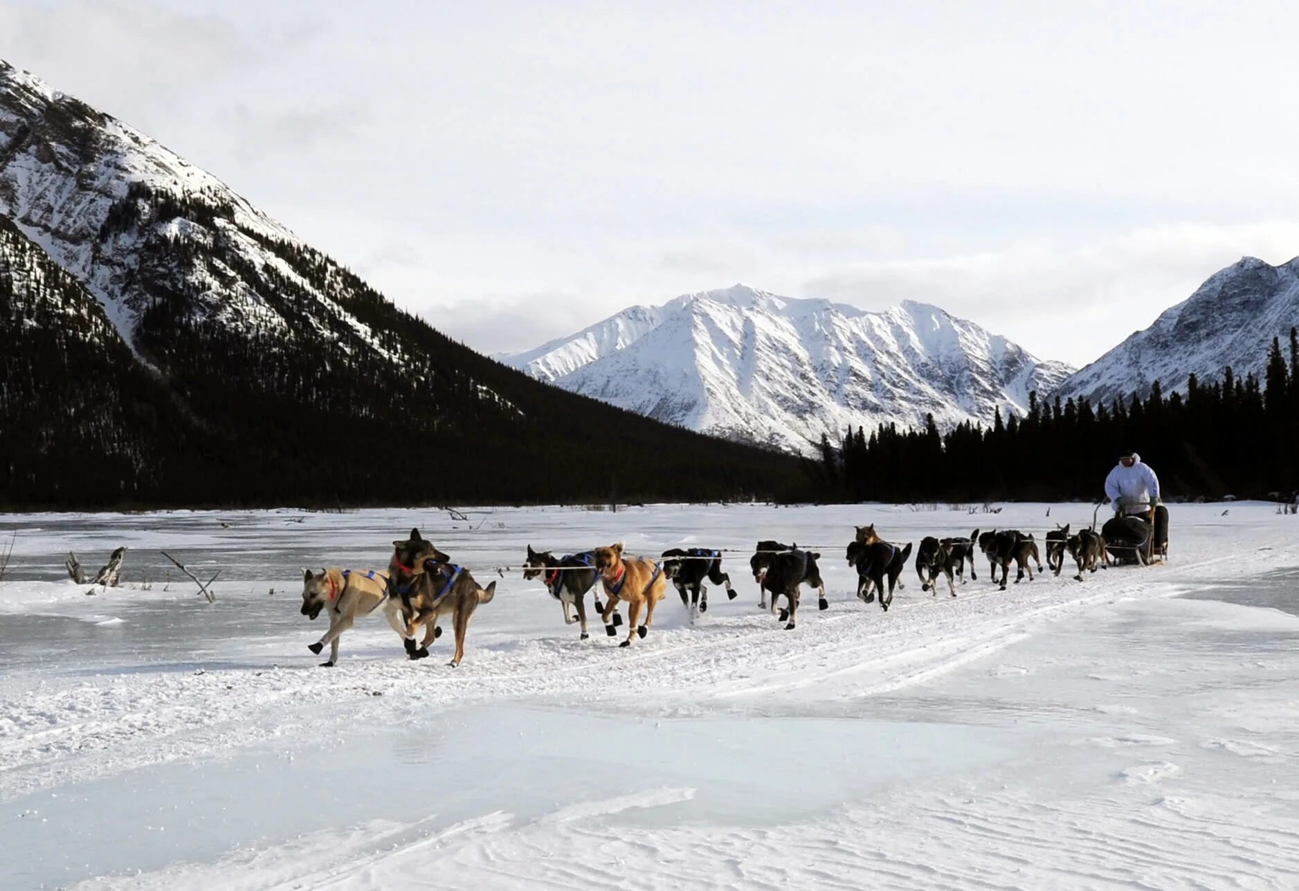 Собака аляски в упряжке. Аляска Айдитарод. Iditarod Trail Sled Dog Race. Аляска собачьи упряжки. Анкоридж Аляска упряжки.