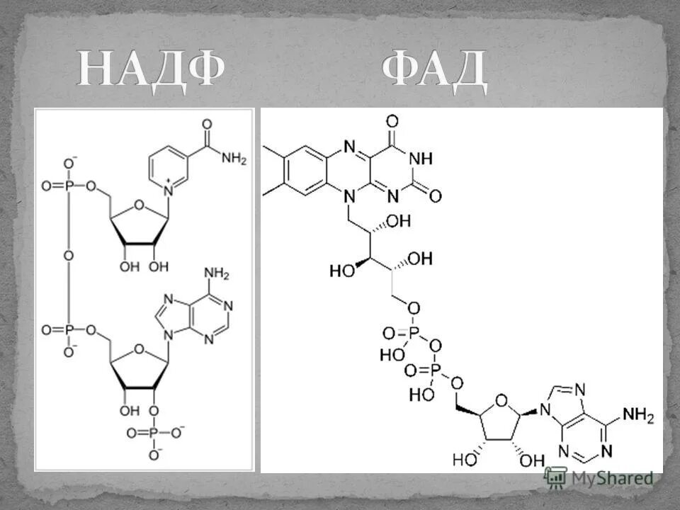 Надф н2. Над НАДФ ФАД. НАДФ формула биохимия. Строение над. НАДФ, ФАД.. ФАД И НАДФ формулы.