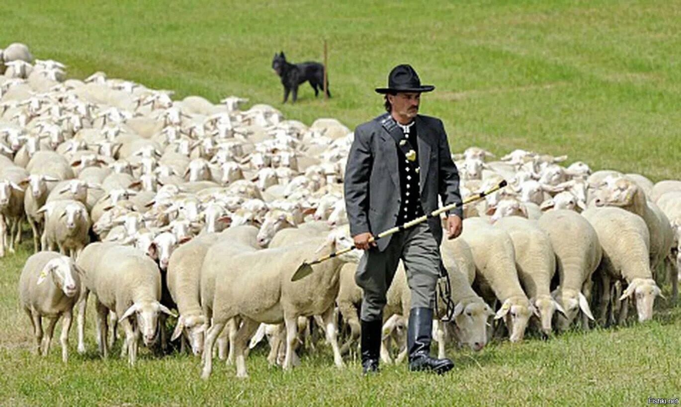 Пастухи гонят стадо. Чабан пастух овец. Пастух с овцами. Пастух и Отара овец. Пастух и стадо.