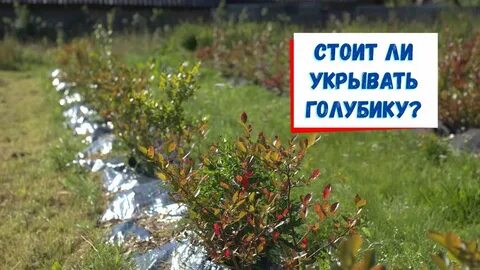 Как укрыть голубику на зиму