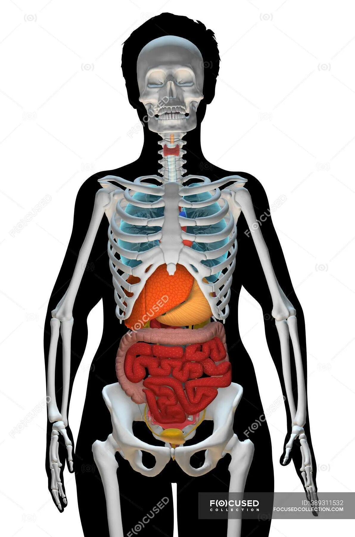 Скелет с внутренними органами женщины.