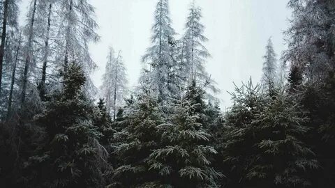 Хвойный еловый лес