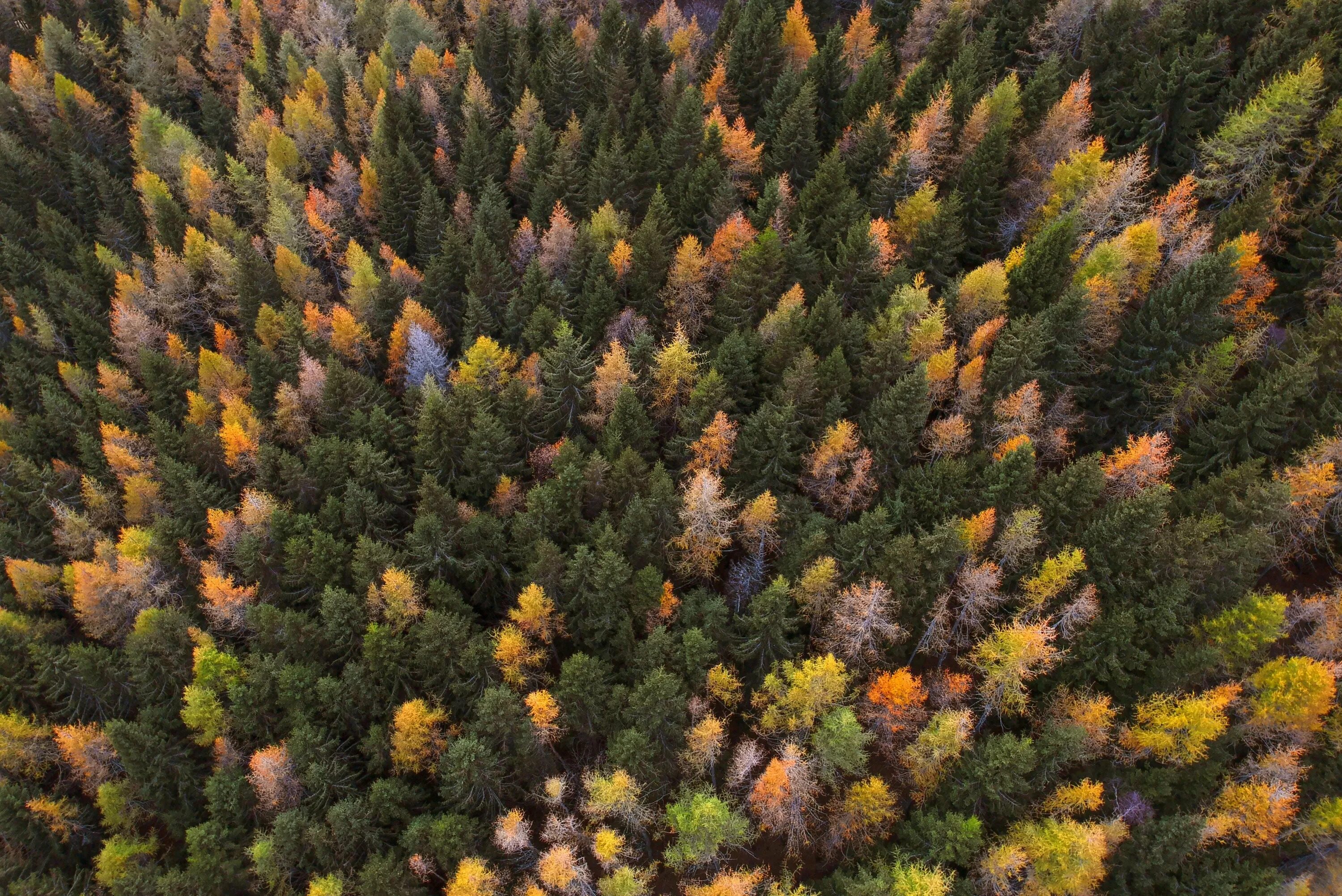 Лес вид с высоты. Шварцвальд (the black forest). Лес вид с высоты. Лес тайга сибирь вид сверху. Лес с птичьего полета.
