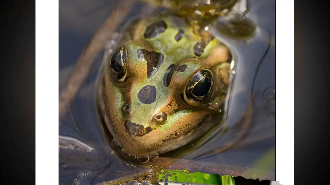 Дыхание лягушек в воде