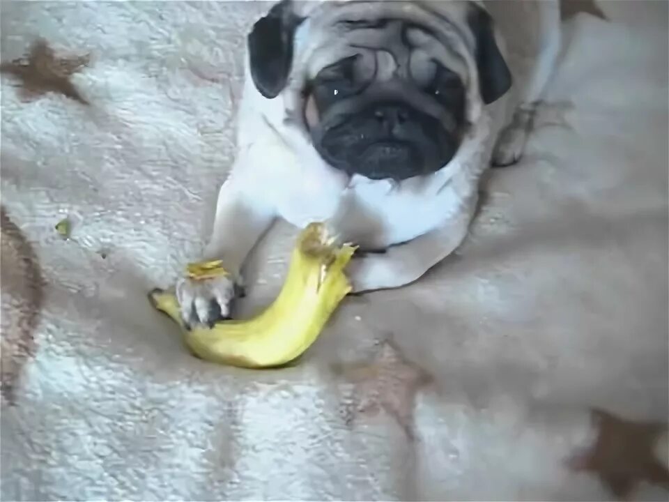 Можно собакам давать бананы. Мопс банан. Собака ест банан. Что ест Мопс собака. Мопс кабачок.