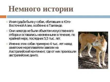 Краткое содержание собаки динго