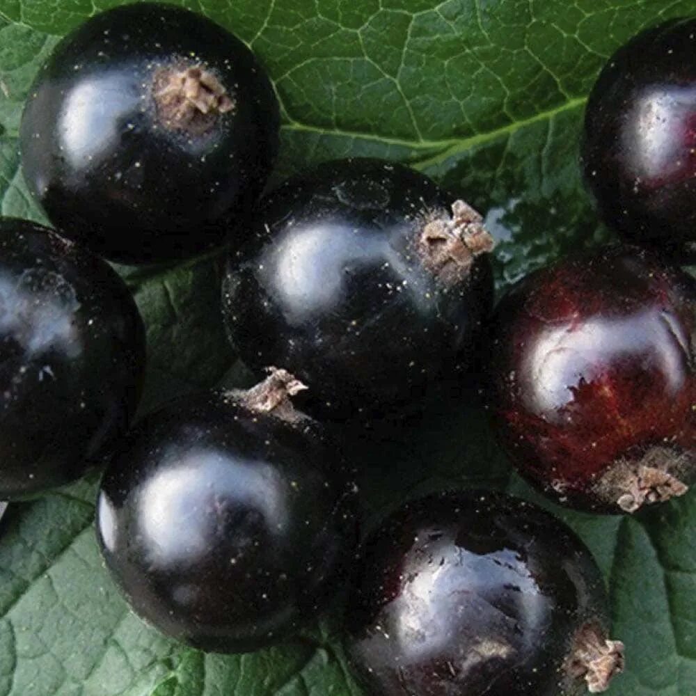 Смородина сорт деликатес. Смородина черная сокровище. сорт сокровище черной смородины. смородина черная окс сокровище. крупноплодная черная смородина.