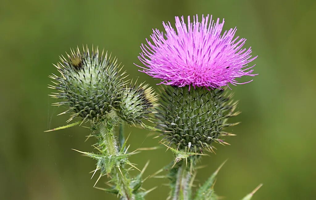 Колючая 5 букв сканворд. Бодяк обыкновенный (Cirsium vulgare). Бодяк (татарник). Бодяк полевой (Cirsium arvense). Бодяк разнолистный татарник.