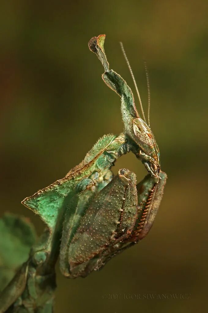 Богомол призрак. Богомол Phyllocrania paradoxa. Богомол-призрак (Phyllocrania paradoxa). Отряд Богомоловые (Mantoptera). Богомол призрак зеленый.