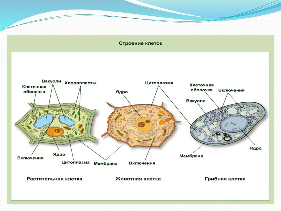 Клетка пояснение. Строение растительной животной и грибной клетки. Строение клетки гриба рисунок. Состав растительной клетки 6 класс. Строение эукариотической растительной клетки 6 класс.