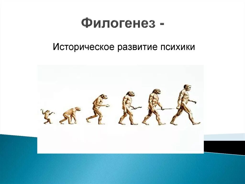 Филогенез психики. Филогенетическое развитие психики. Филогенез развитие человека. Филогенез это в психологии.