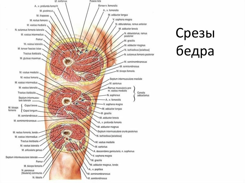 Топографические срезы. Поперечный срез предплечья схема. Поперечный срез предплечья топографическая анатомия. Поперечные срезы плеча топографическая анатомия. Поперечные срезы верхней конечности.