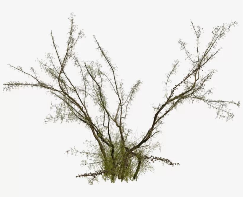 Ветка куста. Веточка зелени. Фон зеленые кустарники. Ветка без листьев. Растения без фона.