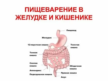 Какое пищеварение происходит в желудке