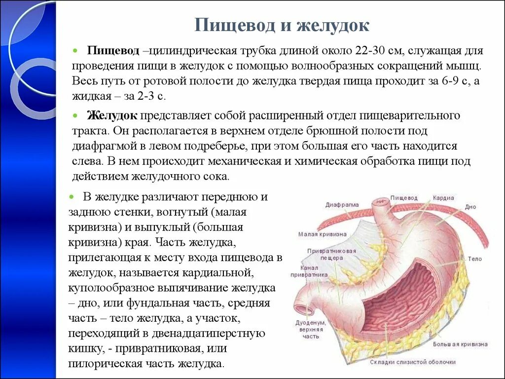 Анатомия строения пищевода и желудка. Желудок топография строение. Строение и функции пищевода и желудка. Желудок строение и функции.