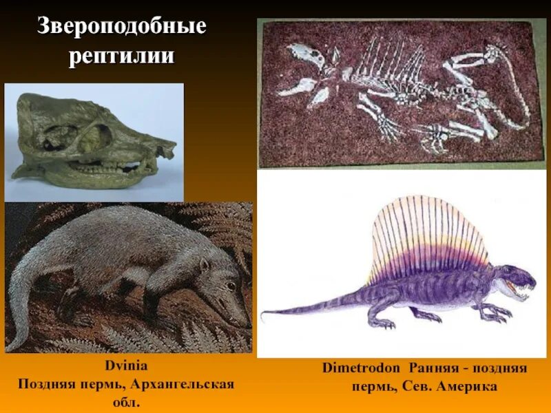 Звероподобные пресмыкающиеся. Звероподобные пресмыкающиеся Пермского периода. Звероподобные рептилии. Примеры звероподобных пресмыкающихся. Звероподобные пресмыкающиеся представители.