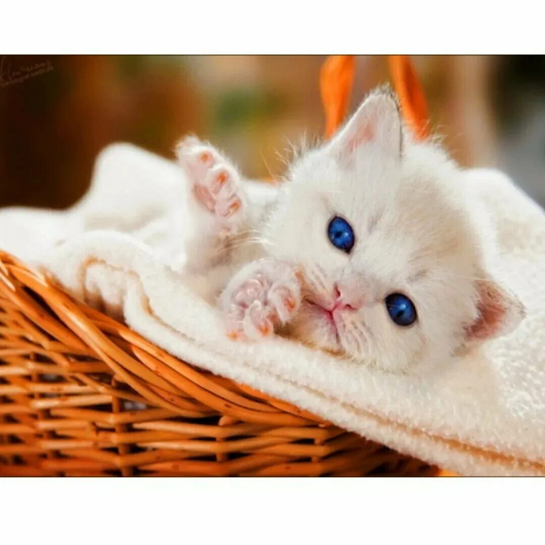Мило. Милые котики. Очень милые котята. Кошечки милые красивые. Милый кот.