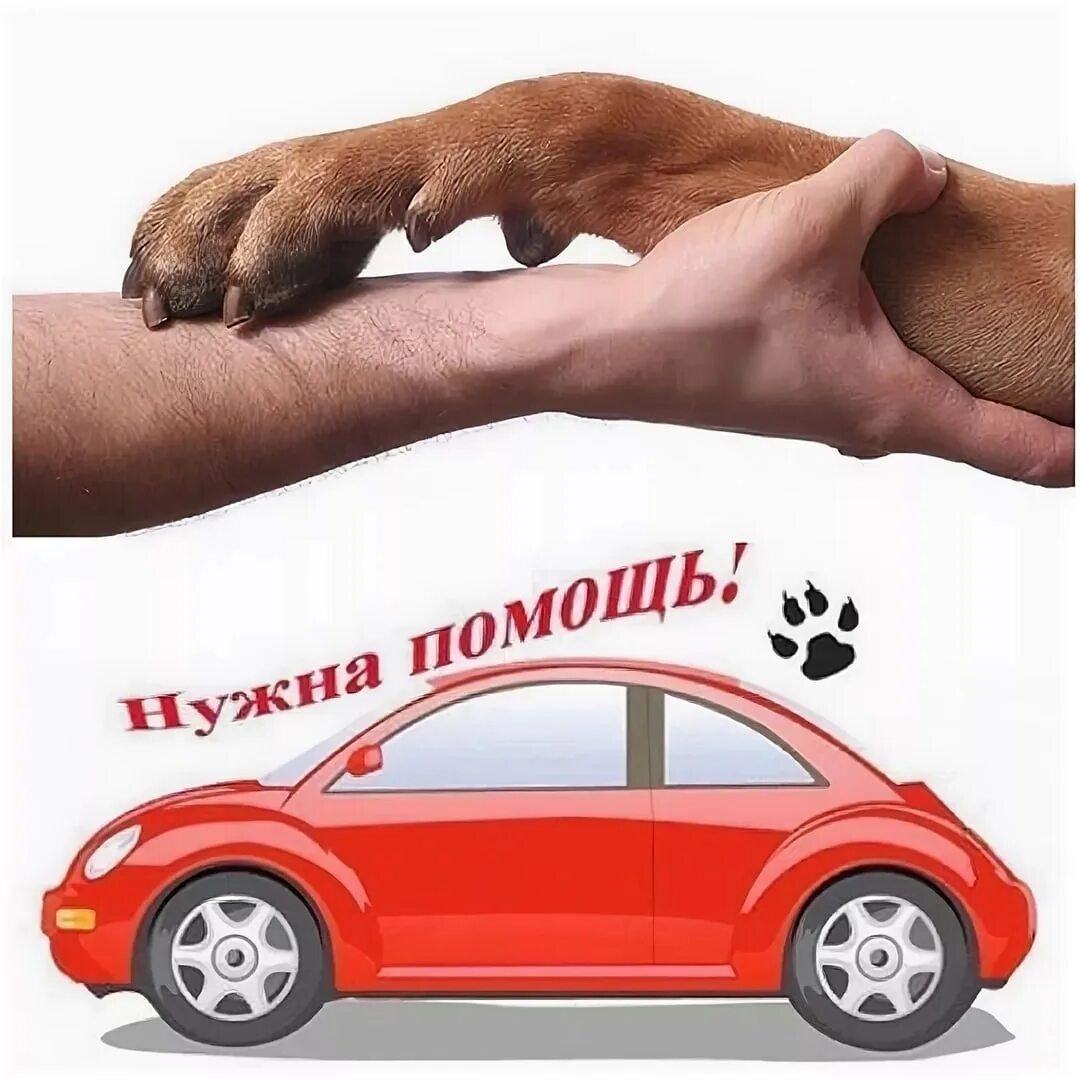 Помощь в перевозке. Нужна машина до москвы. Нужна машина для перевозки. Нужные машины. Нужна машина до москвы.