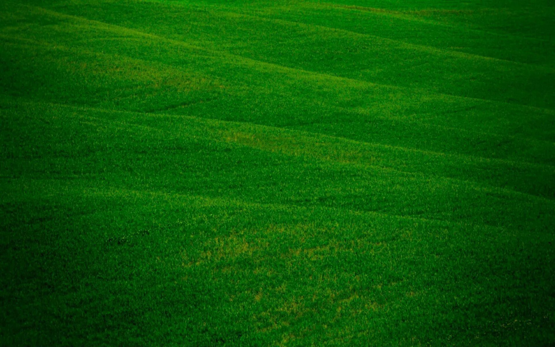 Wide green. Зеленое поле. Зеленая трава. Поле без травы. Поле зелень.