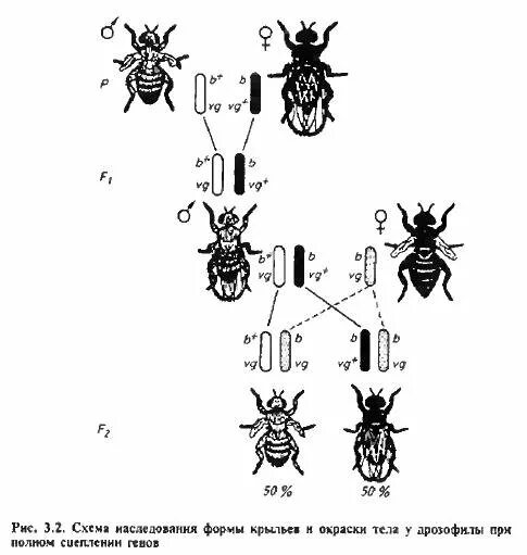 Сцепленное наследование генов дрозофилы. Схема неполного сцепленного наследования. Неполное сцепление генов схема. Сцепленное наследование Морган дрозофила. Полное и неполное сцепление генов