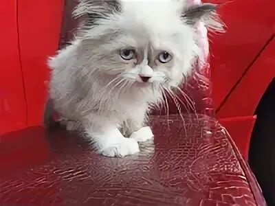Pure kitty