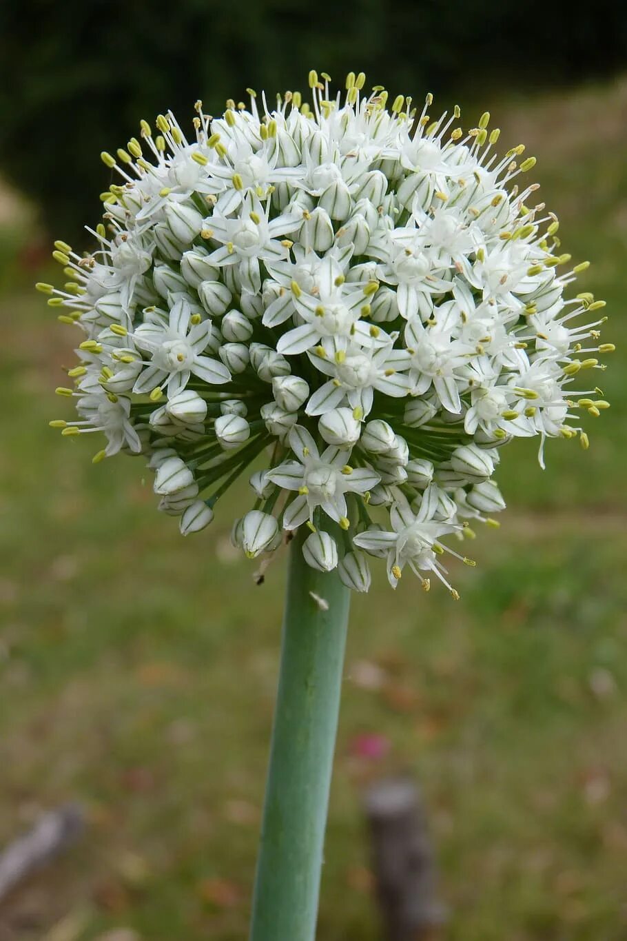 Лук соцветие. Allium соцветие. Соцветие луковых растений. Лук allium cepa. Allium cepa растение.