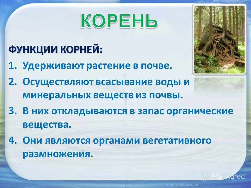 Функция корневища