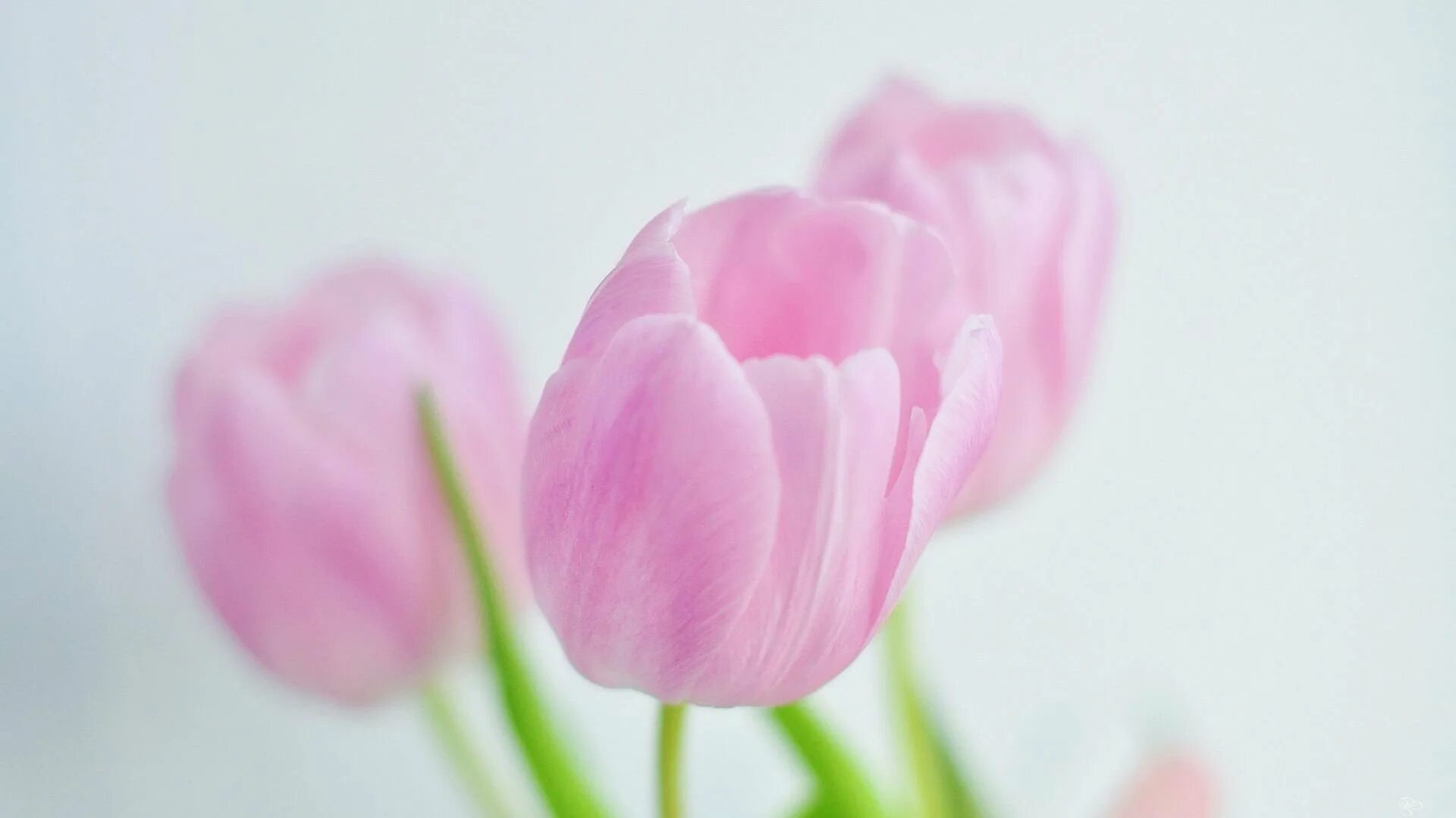 Картинка а4 цветы. Нежные тюльпаны. Розовые тюльпаны. Нежные весенние цветы. Тюльпаны фон.