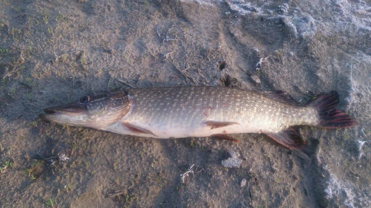 нильская щука.