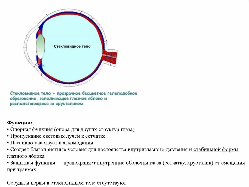 Особенность стекловидного тела какую функцию оно выполняет