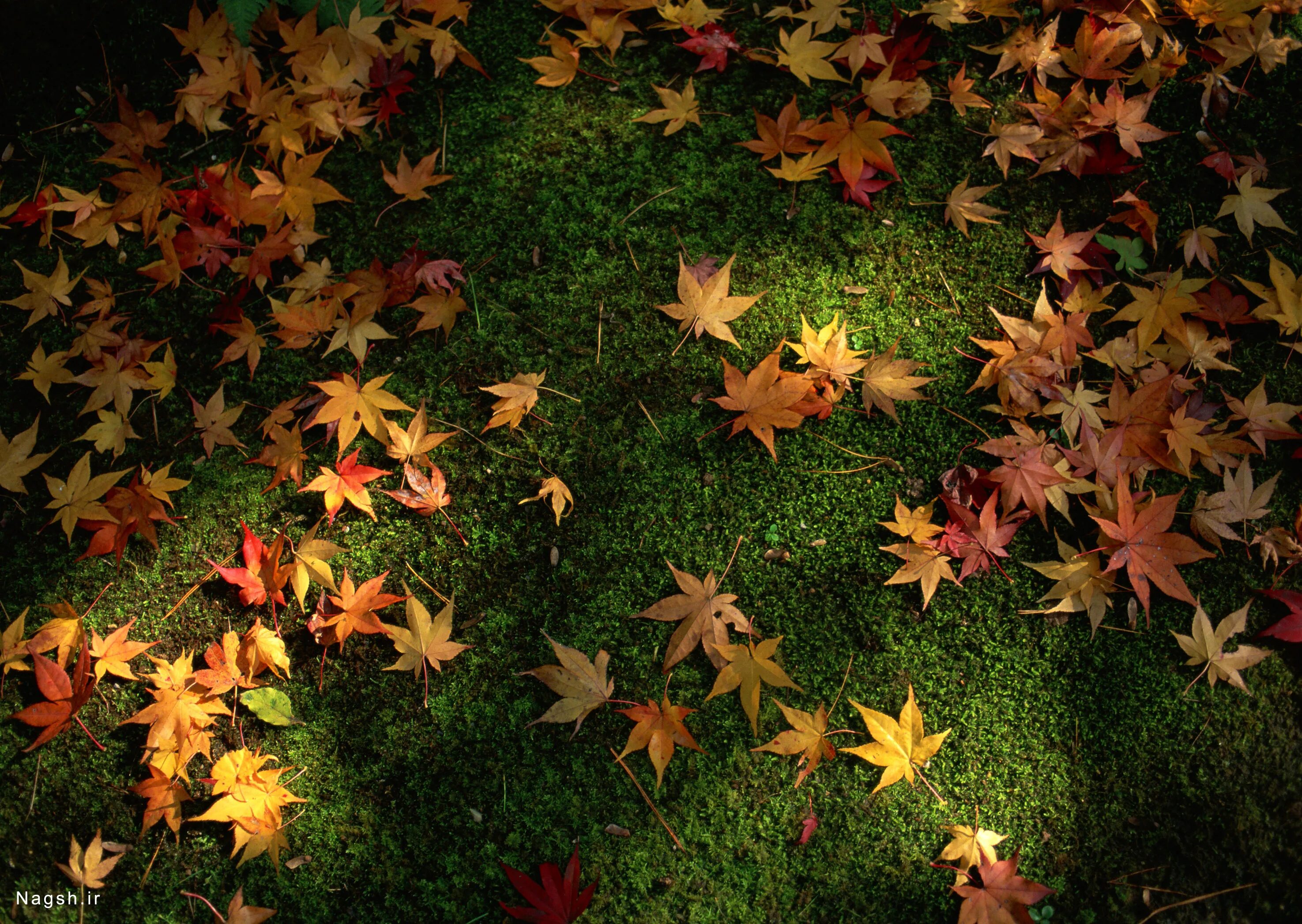 Золотом заполыхала листва. Листья на земле. Листва на земле. Осень листопад. Осенний листопад фон.
