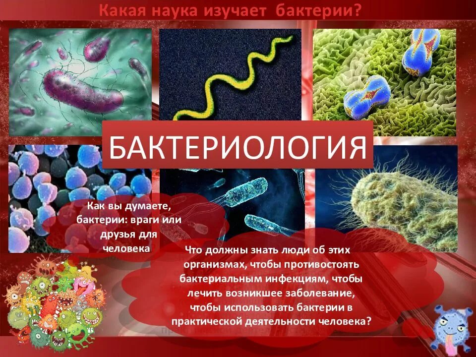 Микробы их виды
